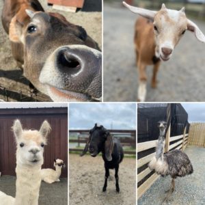 Lester's Farm Petting Barn